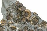 Fossil Ammonite (Promicroceras) Cluster - Marston Magna, England #351035-1